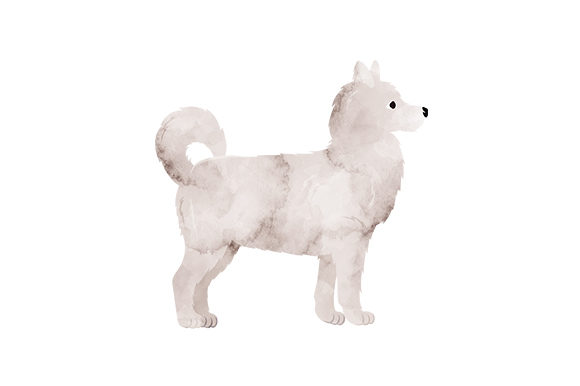 American Eskimo Dog Watercolor