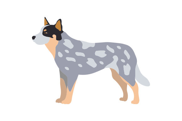 Blue Heeler Dog